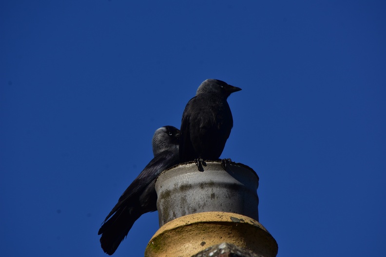 DSC_1536.JPG