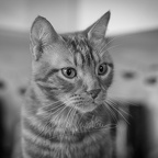 DSC00558