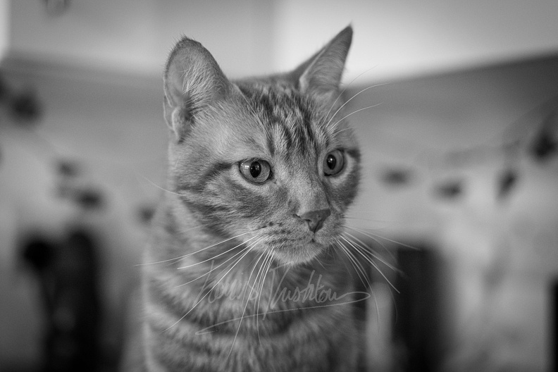 DSC00558.jpg