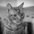 DSC00558