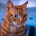 DSC00558-2